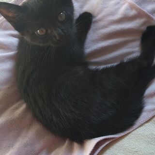 生後２〜３ヶ月の黒猫の里親募集