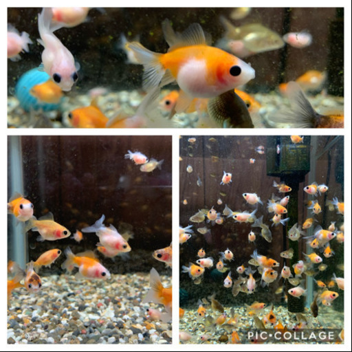 金魚稚魚パールスケール稚魚 Arai 石原のその他の中古あげます 譲ります ジモティーで不用品の処分