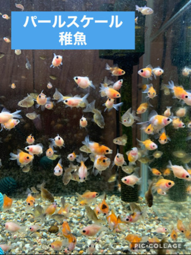 金魚稚魚パールスケール稚魚 Arai 石原のその他の中古あげます 譲ります ジモティーで不用品の処分 金魚稚魚パールスケール稚魚 Arai 石原のその他の中古あげます 譲ります ジモティーで不用品の処分