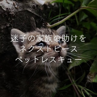 【ペットレスキュー】ペット探偵、迷い猫探し、猫の捜索、ペット捜索のプロ、奈良・京都・大阪対応の画像