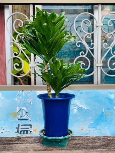 観葉植物幸福の木ドラセナ フラグランス ヨシ子の孫 島尻のインテリア雑貨 小物 置物 オブジェ の中古あげます 譲ります ジモティーで不用品の処分