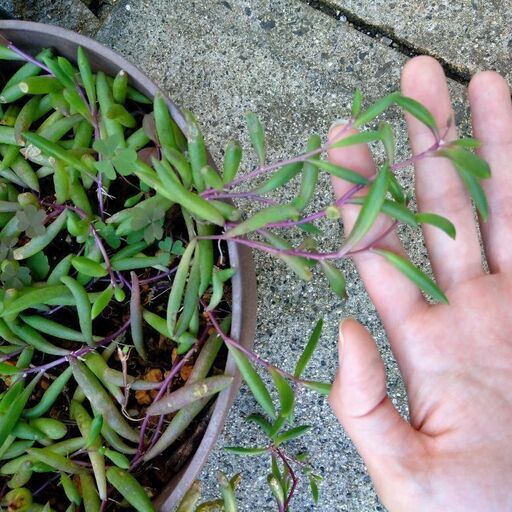 多肉植物ルビーネックレス Natu 和邇のその他の中古あげます 譲ります ジモティーで不用品の処分
