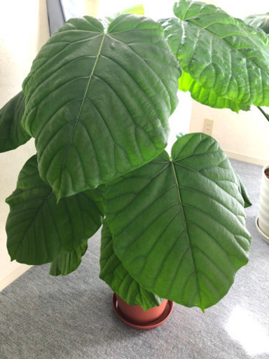 フィカスウンベラータ イングリッシュローズ 西舞子の服 ファッションの中古 古着あげます 譲ります ジモティーで不用品の処分