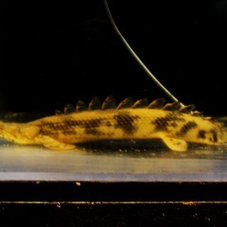 スプーンヘッド　WILDエンドリケリー スプーンヘッド WILDエンドリケリー