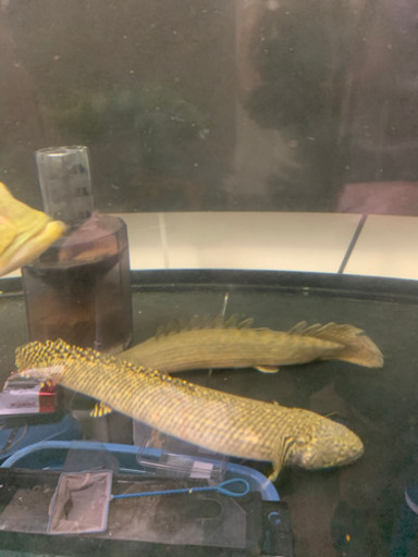 古代魚・大型魚・お安くどうぞ　※価格一部変更