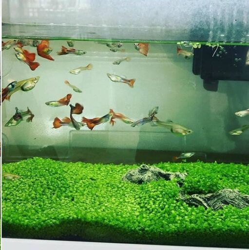 熱帯魚のグッピー タニシをお譲りいたします 山科椥辻に来れる方 期間限定 Connection 椥辻のその他の中古あげます 譲ります ジモティーで不用品の処分