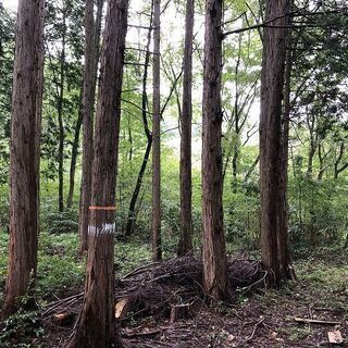 【成約済】山林物件　栃木県芳賀郡