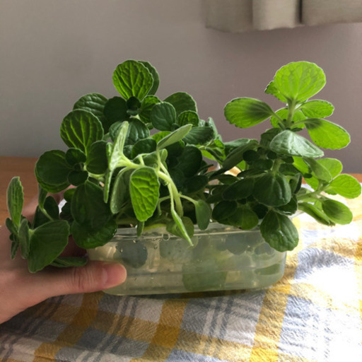 多肉ハーブアロマティカス１ Marin 仙川のその他の中古あげます 譲ります ジモティーで不用品の処分