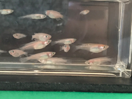お取引完了 メダカ黄桜 キザクラ 14匹 イブさん 港南台のその他の中古あげます 譲ります ジモティーで不用品の処分