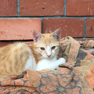 長野県 中野市の里親募集 ジモティー