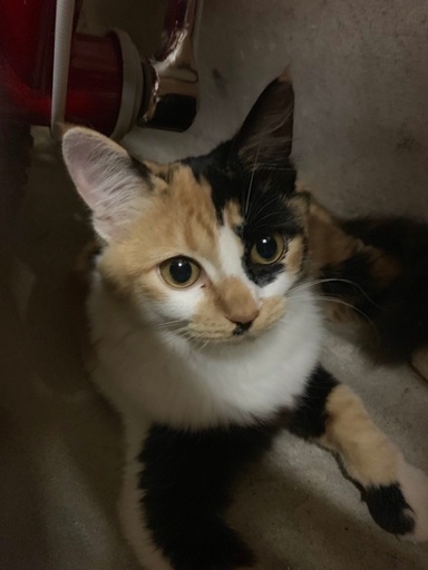 人懐っこい三毛猫のメスを保護しました Hina 府中の猫の里親募集 ジモティー