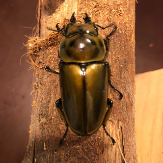ババオウゴンオニクワガタ 新成虫 ♀ 8月羽化 即ブリ可