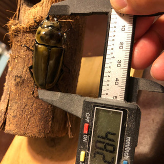 ババオウゴンオニクワガタ 新成虫 ♀ 8月羽化 即ブリ可