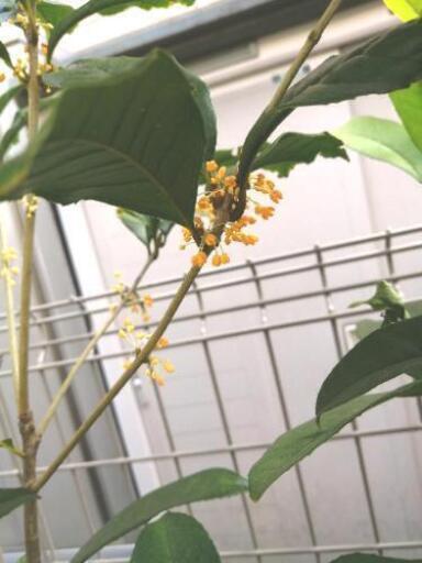 お取引中 四季咲きキンモクセイ らうら 淵野辺の家具の中古あげます 譲ります ジモティーで不用品の処分 お取引中 四季咲きキンモクセイ らうら 淵野辺の家具の中古あげます 譲ります ジモティーで不用品の処分