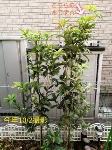 お取引中 四季咲きキンモクセイ らうら 淵野辺の家具の中古あげます 譲ります ジモティーで不用品の処分 お取引中 四季咲きキンモクセイ らうら 淵野辺の家具の中古あげます 譲ります ジモティーで不用品の処分