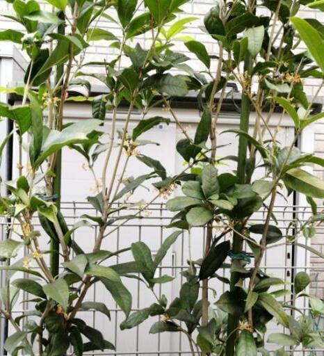 お取引中 四季咲きキンモクセイ らうら 淵野辺の家具の中古あげます 譲ります ジモティーで不用品の処分