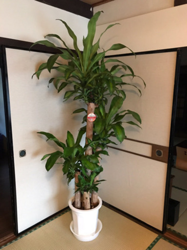 観葉植物 幸福の木✨
