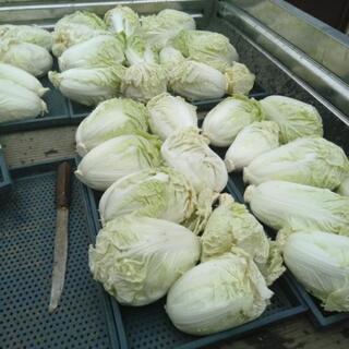 山形県産 日本一美味しい米にひとめぼれ