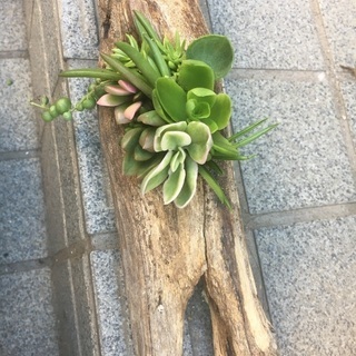 多肉植物　寄せ植え　