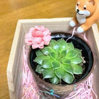 多肉植物(ミニ)ハンドメイド✋さざれ石入り