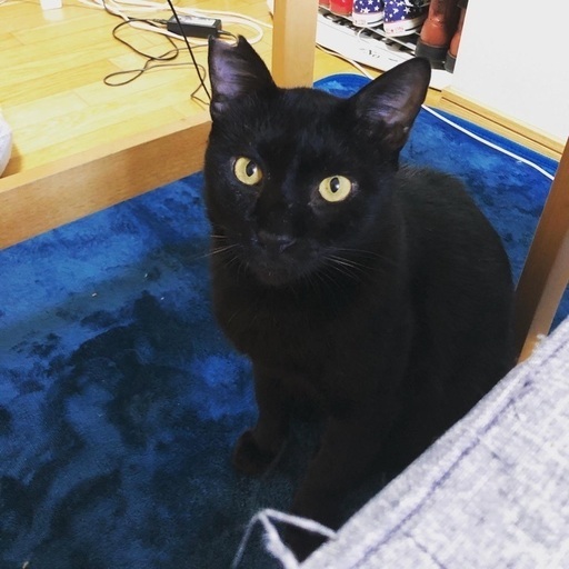 譲渡決定 ツヤツヤで綺麗な黒猫シシ ききら 宮の陣の猫の里親募集 ジモティー 譲渡決定 ツヤツヤで綺麗な黒猫シシ ききら 宮の陣の猫の里親募集 ジモティー