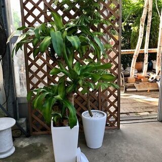 大阪府 茨木市の中古観葉植物が無料 格安で買える ジモティー