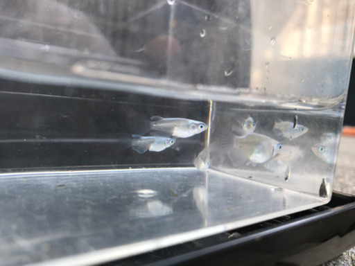 メダカ ダルマ みゆき 珍しい魚 ダート 吉成のその他の中古あげます 譲ります ジモティーで不用品の処分