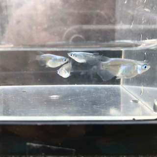 メダカ ダルマ みゆき 珍しい魚 ダート 吉成のその他の中古あげます 譲ります ジモティーで不用品の処分