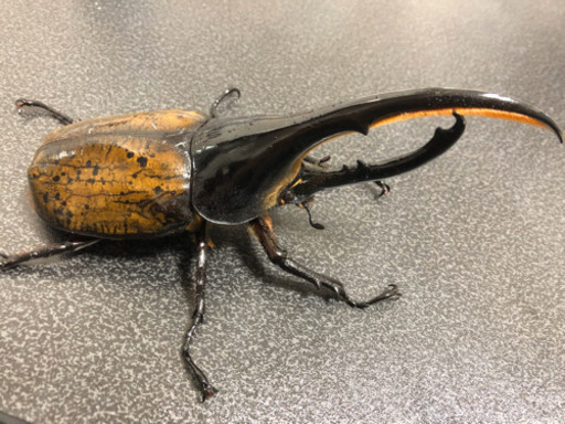 ヘラクレスオオカブト 幼虫 大型血統 Otake 市ヶ谷のその他の中古あげます 譲ります ジモティーで不用品の処分 ヘラクレスオオカブト 幼虫 大型血統 Otake 市ヶ谷のその他の中古あげます 譲ります ジモティーで不用品の処分