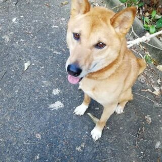 里親様が、決まりました　🐾ありがとうございました - 犬