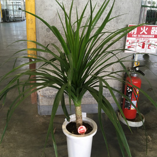 観葉植物　カンボジアーナ　7寸