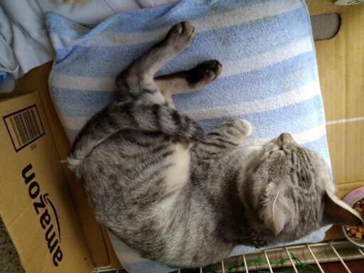 里親決定しました 薄い色のアメショみたいな猫ちゃん大切にしてください こまむぎ 栄の猫の里親募集 ジモティー