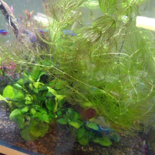 マツモ水草メダカ つかさ 中島の家具の中古あげます 譲ります ジモティーで不用品の処分