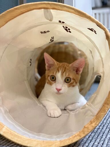 一緒に猫カフェを作っていきませんか 時給1018円 いやし亭ほご猫茶屋 新宿の飲食の無料求人広告 アルバイト バイト募集情報 ジモティー 一緒に猫カフェを作っていきませんか 時給1018円 いやし亭ほご猫茶屋 新宿の飲食の無料求人広告 アルバイト バイト募集情報 ジモティー