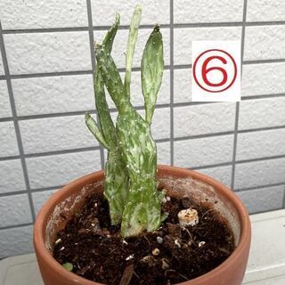 【無料で譲ります】多肉植物各種（２／４）