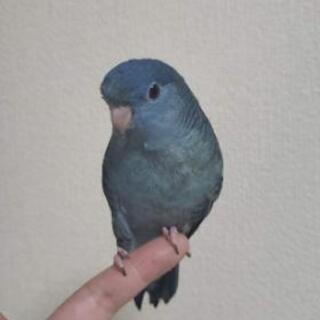 サザナミインコ 里親募集 ジモティー