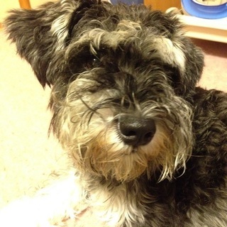 埼玉県の犬の里親募集 ジモティー