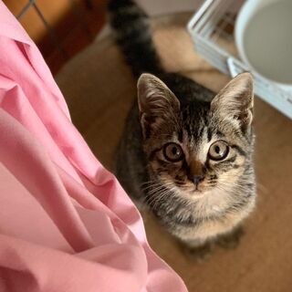 猫大好き！人大好き！甘えん坊生後2か月の子猫ちゃん。