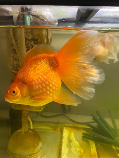 金魚 ピンポンパール ロングテール 4匹破格の為最終値下げ Mw Pom 福岡のその他の中古あげます 譲ります ジモティーで不用品の処分