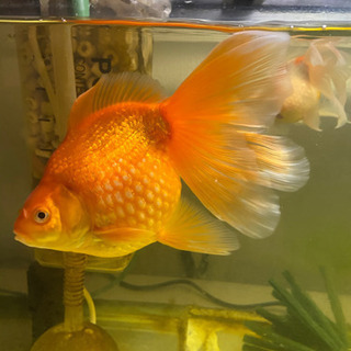 金魚 ピンポンパール ロングテール 4匹破格の為最終値下げ Mw Pom 福岡のその他の中古あげます 譲ります ジモティーで不用品の処分