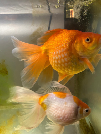 金魚 ピンポンパール ロングテール 4匹破格の為最終値下げ Mw Pom 福岡のその他の中古あげます 譲ります ジモティーで不用品の処分