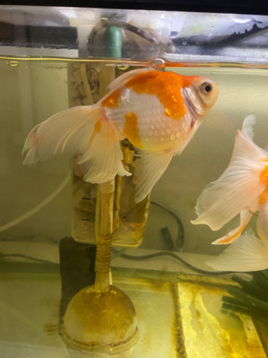 金魚 ピンポンパール ロングテール 4匹破格の為最終値下げ Mw Pom 福岡のその他の中古あげます 譲ります ジモティーで不用品の処分
