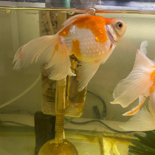 金魚 ピンポンパール ロングテール 4匹破格の為最終値下げ Mw Pom 福岡のその他の中古あげます 譲ります ジモティーで不用品の処分