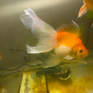 金魚、ピンポンパール(ロングテール)4匹破格の為最終値下げ
