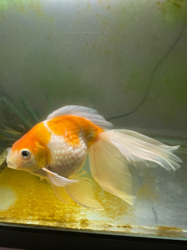 金魚 ピンポンパール ロングテール 4匹破格の為最終値下げ Mw Pom 福岡のその他の中古あげます 譲ります ジモティーで不用品の処分