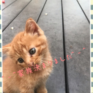 全ての猫ちゃん里親見つかりました。