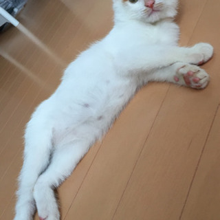 埼玉県の猫の里親募集 ジモティー