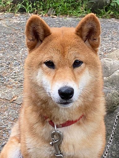 柴犬 2才 女の子 もらってください まさみくん 菊川の柴犬の里親募集 ジモティー