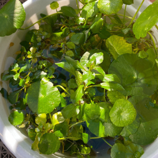 水草セット増えてるウォーターコインメダカビオトープカット苗 アステカ 庄内通のその他の中古あげます 譲ります ジモティーで不用品の処分