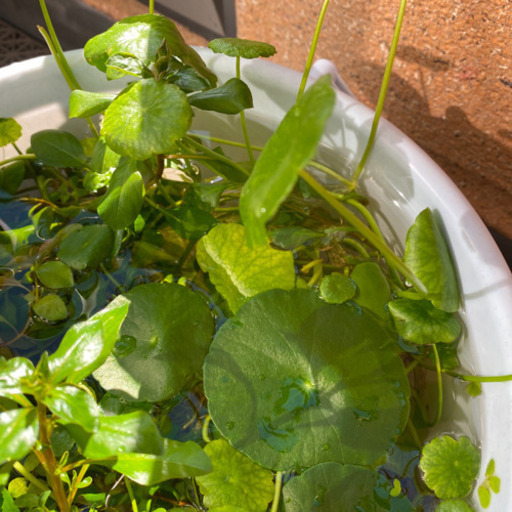 水草セット増えてるウォーターコインメダカビオトープカット苗 アステカ 庄内通のその他の中古あげます 譲ります ジモティーで不用品の処分